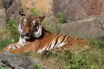 Mainland (Malayan) tiger