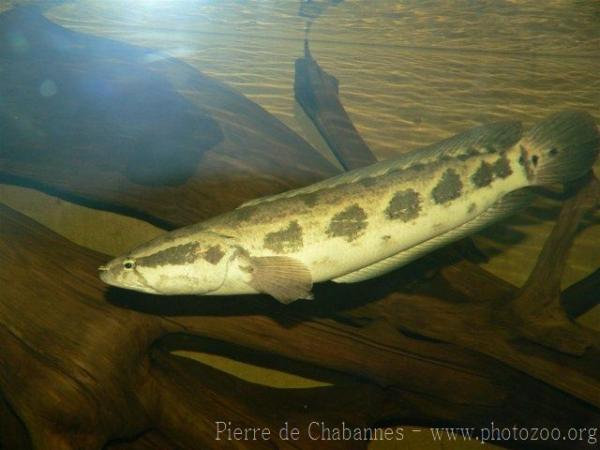 Dusky snakehead