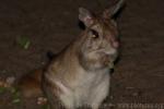 South-African spring-hare