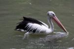 Australian pelican