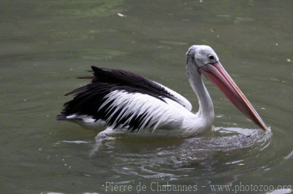 Australian pelican