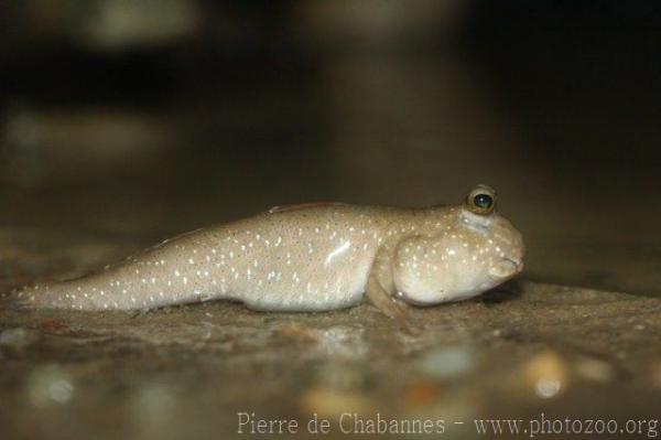 Pearse's mudskipper