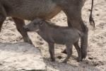 Common warthog