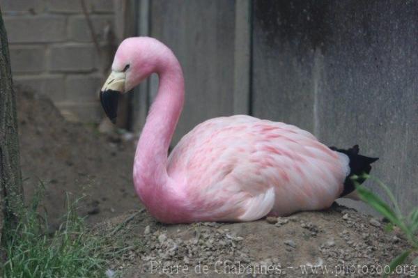 Andean flamingo