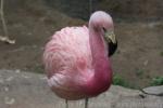 Andean flamingo