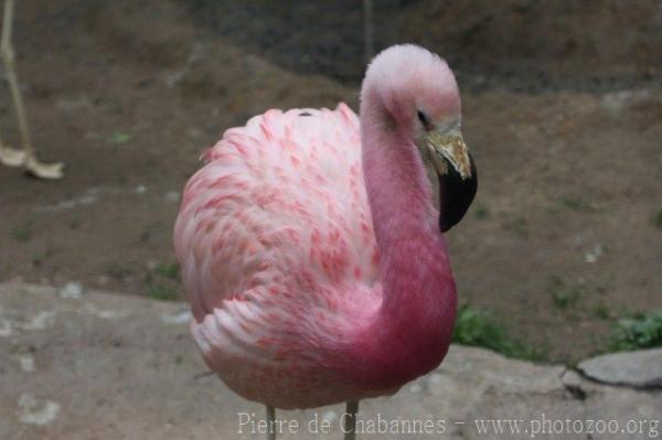 Andean flamingo