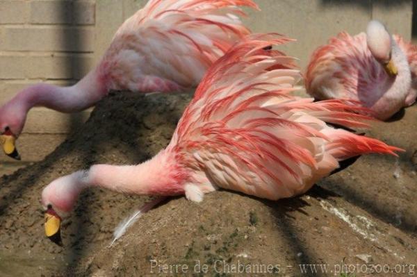 Puna flamingo