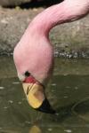 Puna flamingo