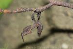 Brown ghost mantis