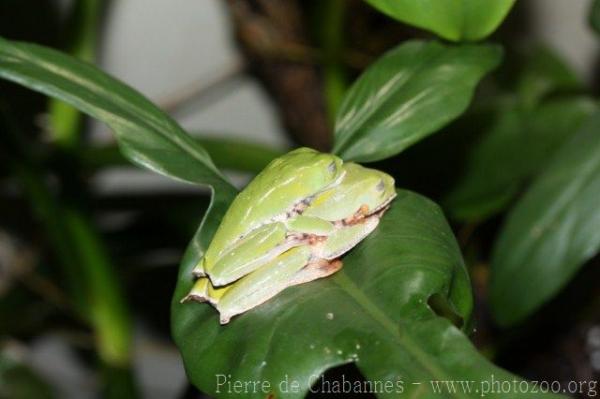 Tiger-striped leaf frog