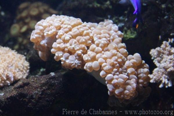 Common bubble coral