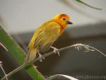 Taveta golden weaver