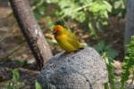 African golden weaver *