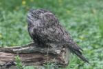 Tawny frogmouth