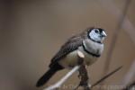 Double-barred finch