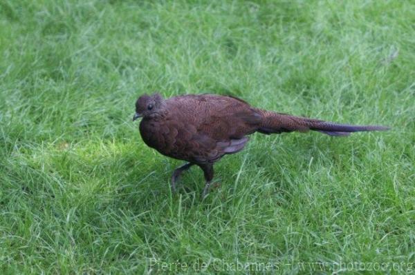 Bronze-tailed peacock-pheasant