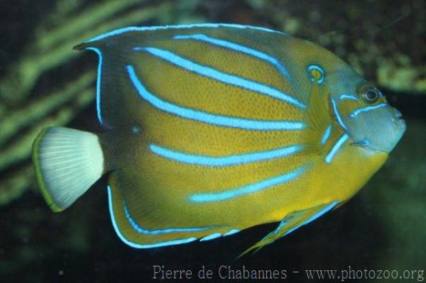 Bluering angelfish