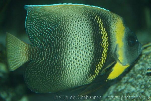 Cortez angelfish