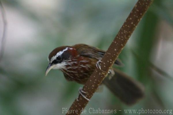 Streak-breasted scimitar-babbler *