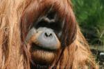 Sumatran orangutan