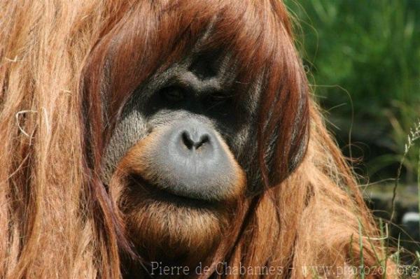 Sumatran orangutan