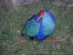 Purple swamphen *