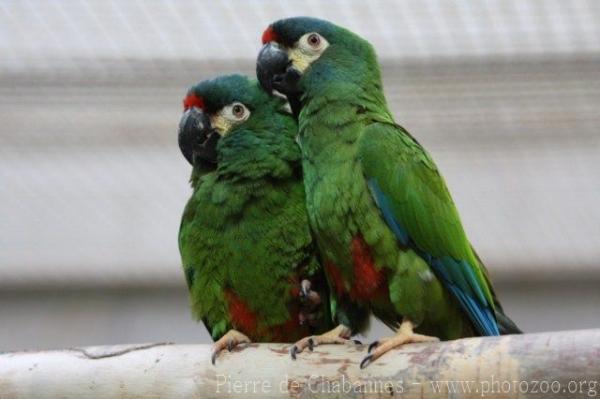 Blue-winged macaw