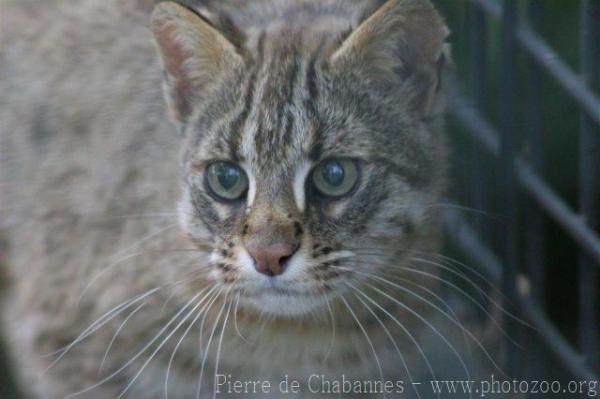 Siberian leopard-cat