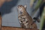 Rusty-spotted cat