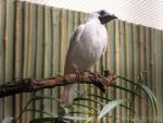 Bare-throated bellbird *