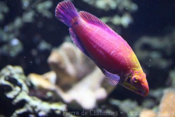 Whitebarred wrasse *