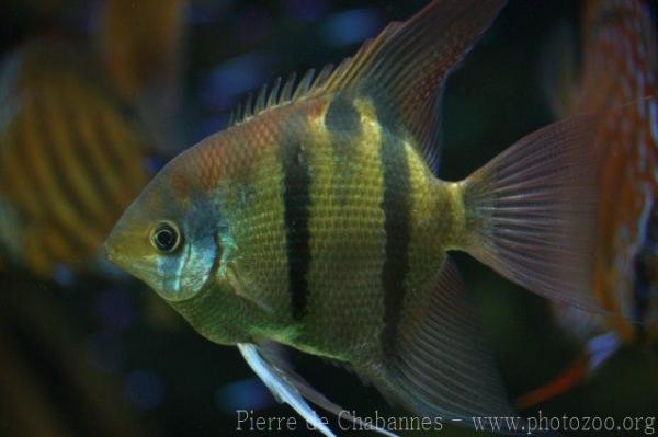 Leopold's angel cichlid