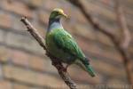 Orange-fronted fruit-dove