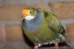 Orange-fronted fruit-dove