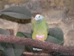 Coroneted fruit-dove *