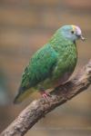 Coroneted fruit-dove *