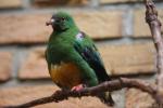 Orange-bellied fruit dove *