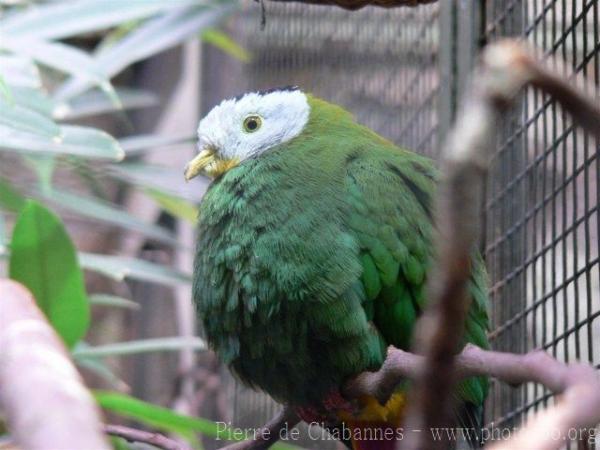 Black-naped fruit-dove