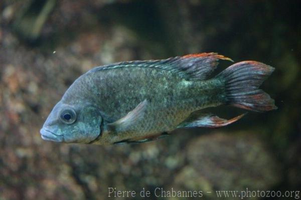 Mangarahara cichlid