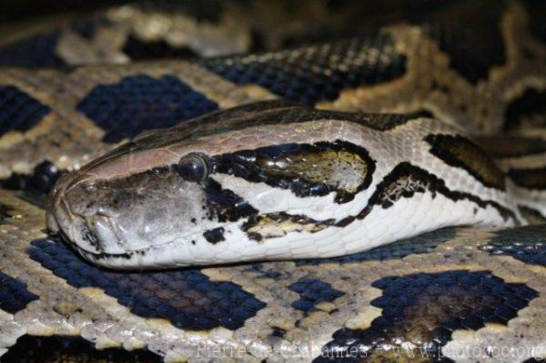 Burmese python