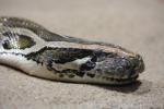 Burmese python