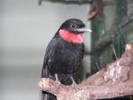 Purple-throated fruit-crow