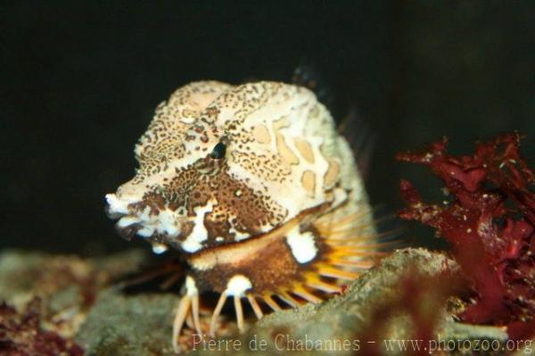 Grunt sculpin