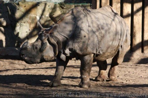 Indian rhinoceros