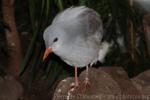 Kagu