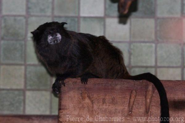 Black-mantled tamarin