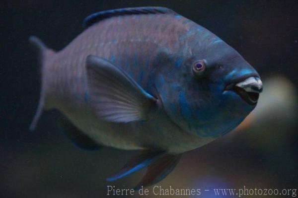 Midnight parrotfish