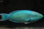 Queen parrotfish