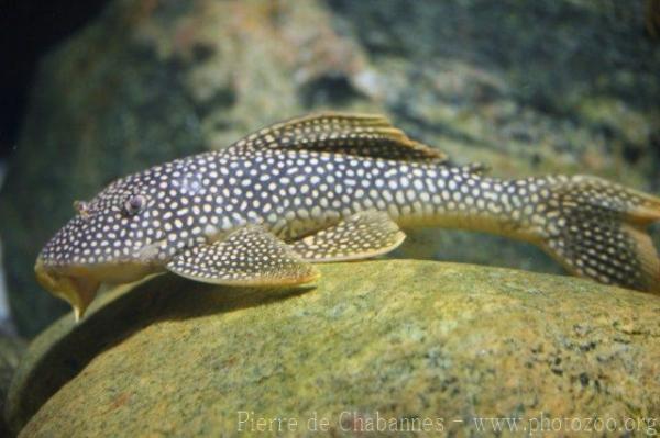 Sunshine pleco