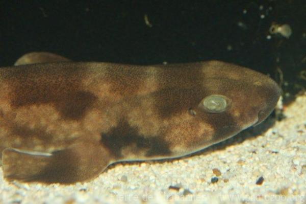 Cloudy catshark *